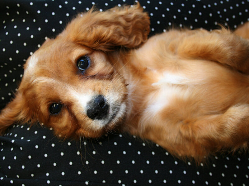 Cavalier King Charles Puppy — Brown, Calm