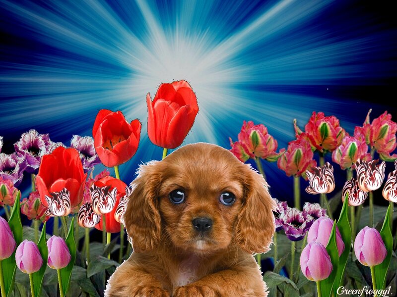 Cavalier King Charles Puppy — Brown, Dramatic, Digital Art