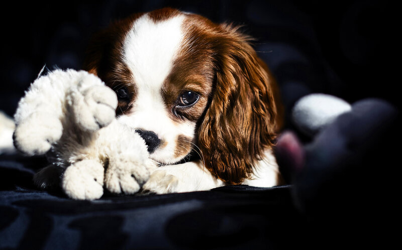 Cavalier King Charles Puppy — Brown, Dramatic