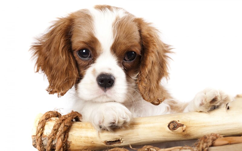 Cavalier King Charles Puppy — Brown, Innocent, Photograph