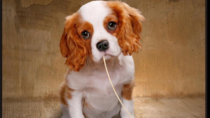 Cavalier King Charles Puppy — Brown, Innocent