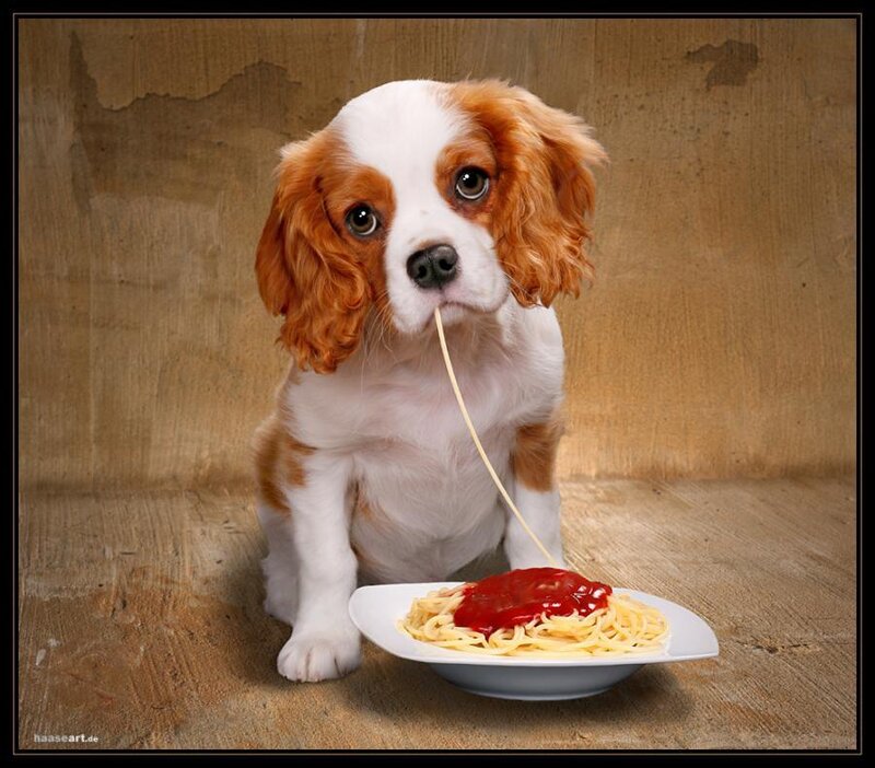 Cavalier King Charles Puppy — Brown, Playful, Photograph