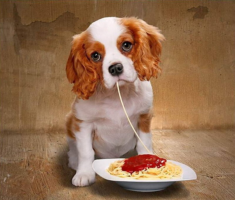 Cavalier King Charles Puppy — Brown, Playful