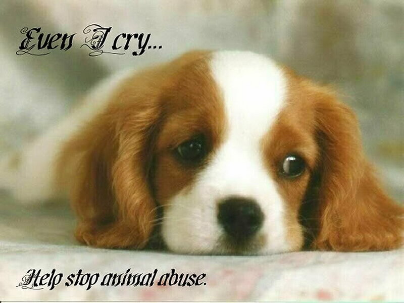 Cavalier King Charles Puppy — Brown, Sad