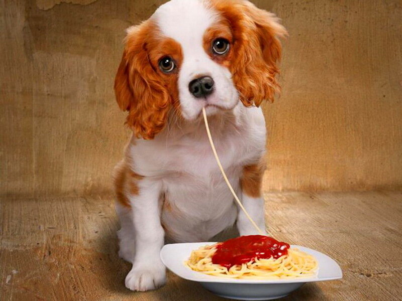 Cavalier King Charles Puppy — Brown