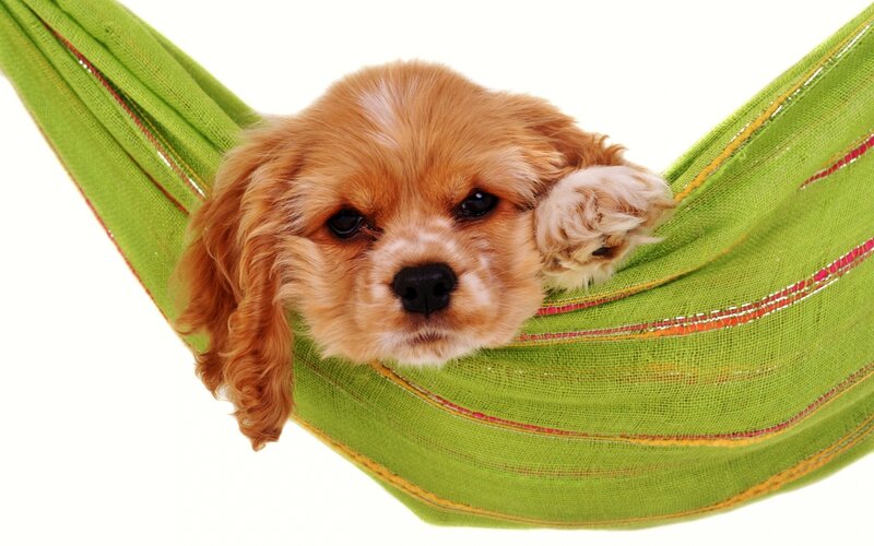 Cavalier King Charles Puppy — Green, Calm