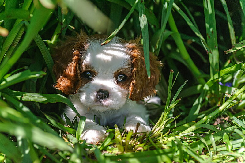 Cavalier King Charles Puppy — Green, Curious