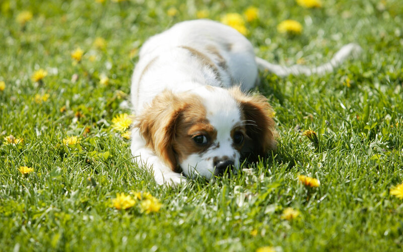 Cavalier King Charles Puppy — Green