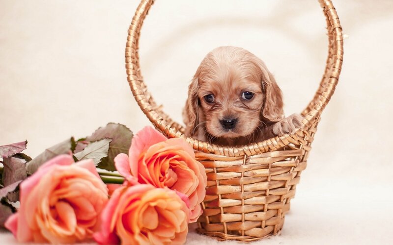 Cavalier King Charles Puppy — Pink, Calm, Photograph, Basket