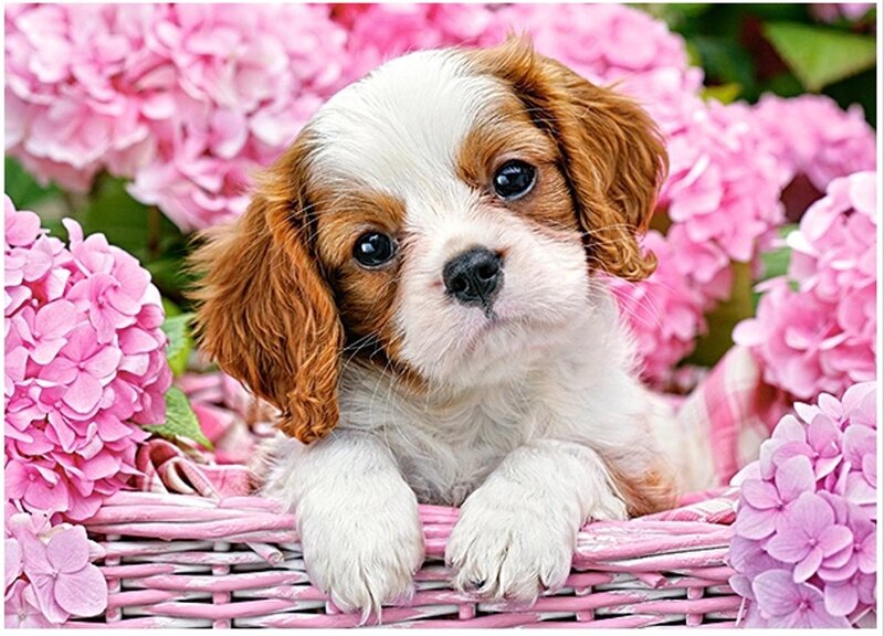 Cavalier King Charles Puppy — Pink, Calm, Spring