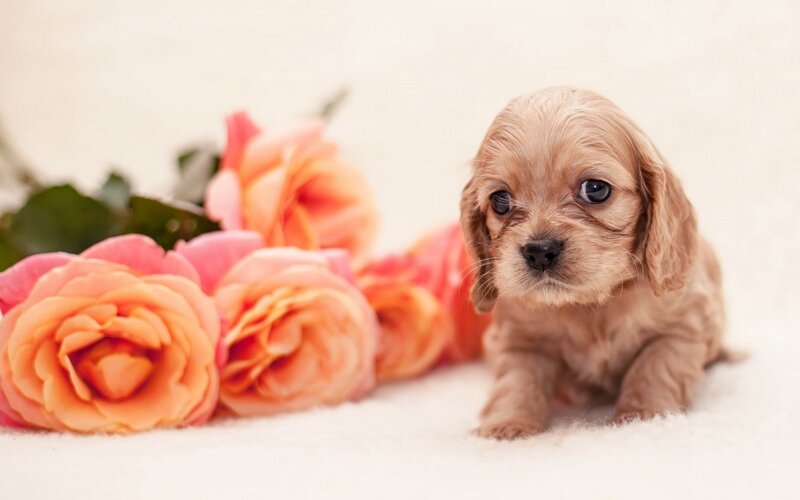 Cavalier King Charles Puppy — Pink, Calm