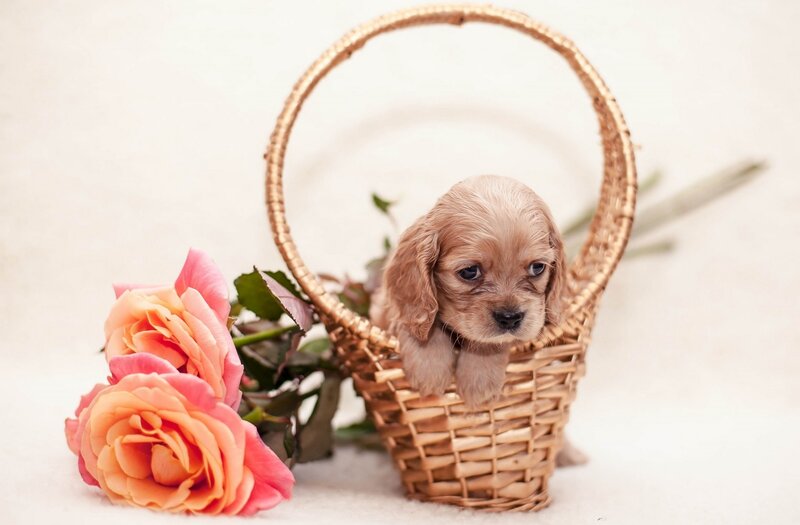 Cavalier King Charles Puppy — Pink, Serene