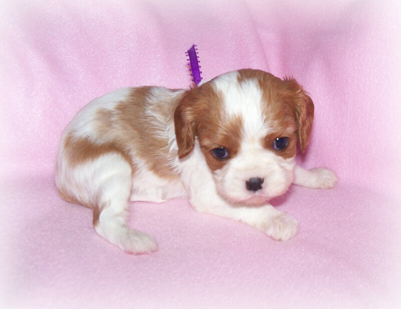 Cavalier King Charles Puppy — Pink