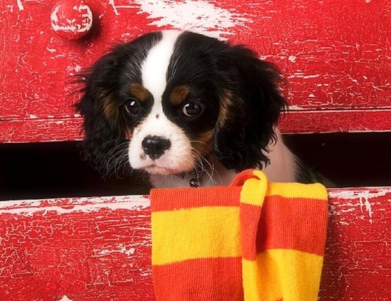 Cavalier King Charles Puppy — Red, Curious