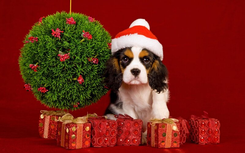 Cavalier King Charles Puppy — Red, Festive