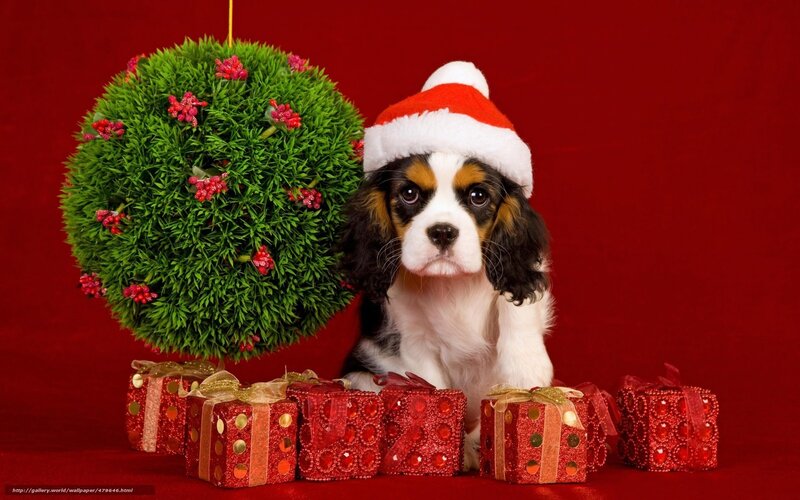 Cavalier King Charles Puppy — Red, Festive, Winter