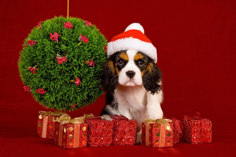 Cavalier King Charles Puppy — Red