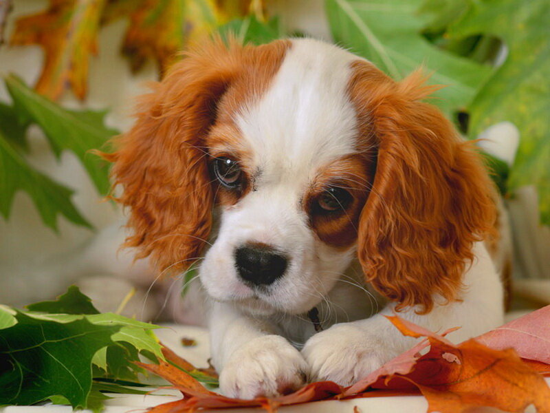 Cavalier King Charles Puppy — White, Calm, Autumn