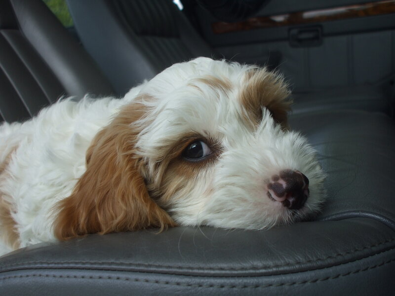 Cavalier King Charles Puppy — White, Calm, Photograph, Car Seat