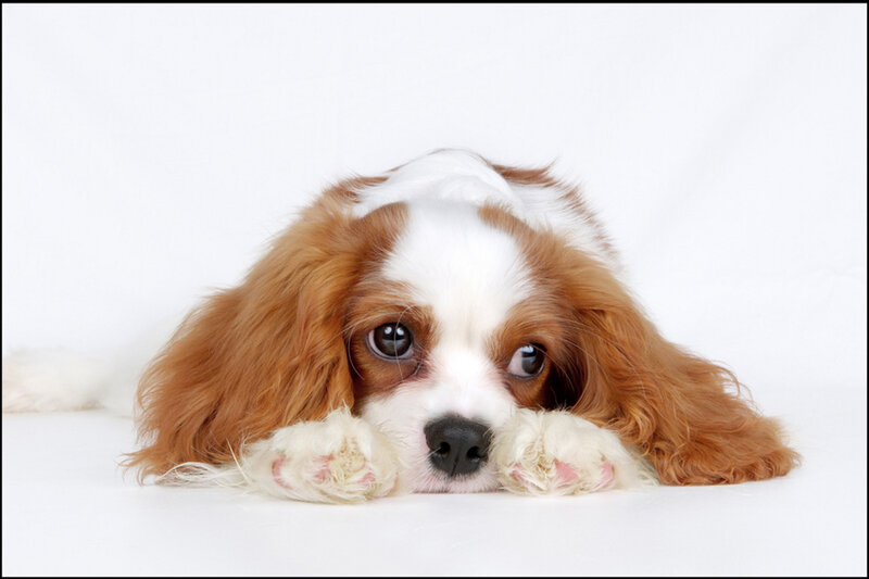 Cavalier King Charles Puppy — White, Calm, Photograph, Dog