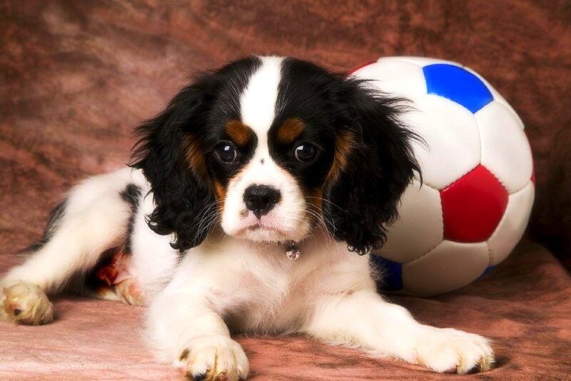 Cavalier King Charles Puppy — White, Calm, Photograph, Soccer Ball, Collar