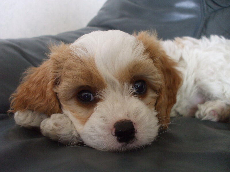 Cavalier King Charles Puppy — White, Calm, Photograph