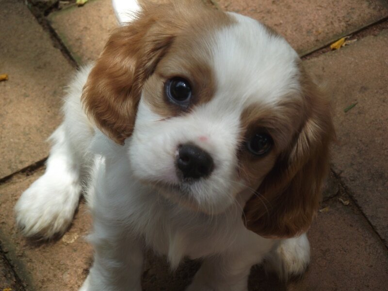 Cavalier King Charles Puppy — White, Calm