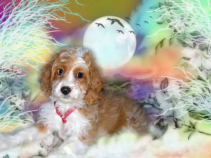 Cavalier King Charles Puppy — White, Dreamy