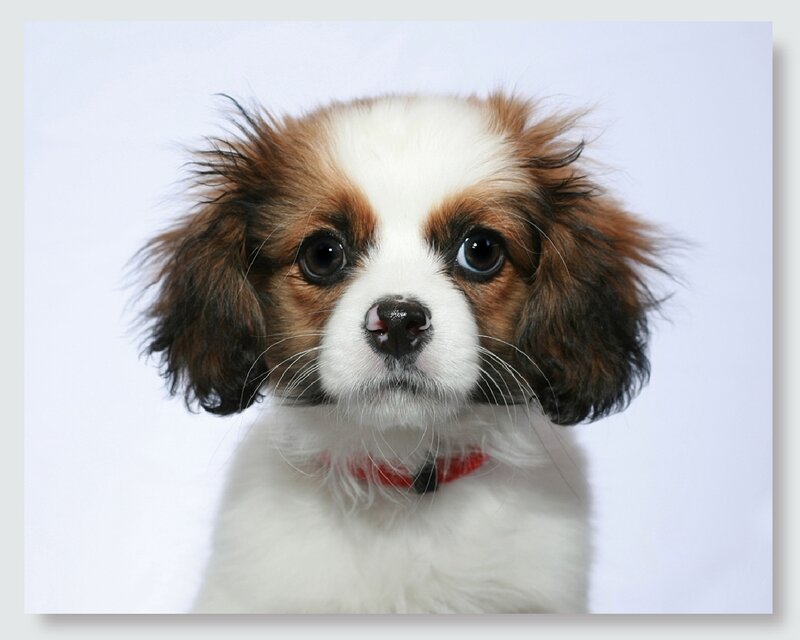 Cavalier King Charles Puppy — White, Innocent