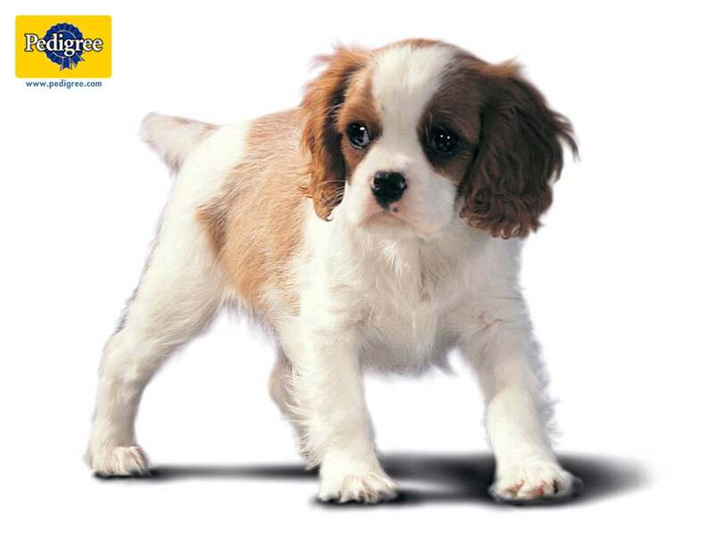 Cavalier King Charles Puppy — White, Neutral