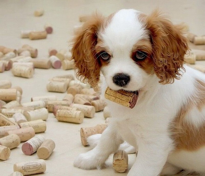 Cavalier King Charles Puppy — White, Playful, Photograph