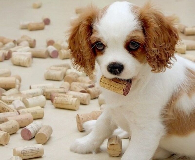Cavalier King Charles Puppy — White, Playful