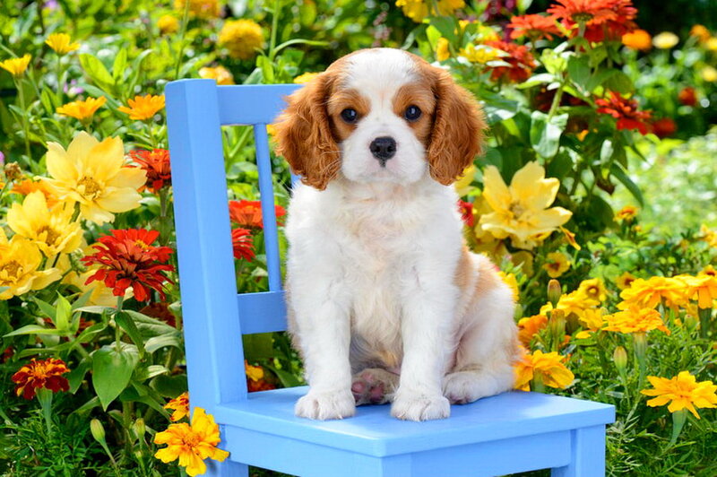 Cavalier King Charles Puppy — White, Serene