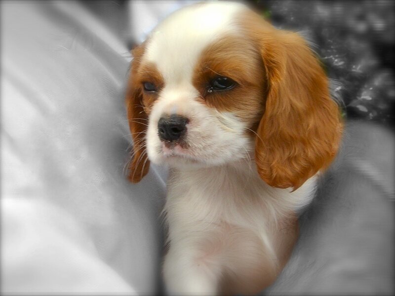 Cavalier King Charles Puppy — White