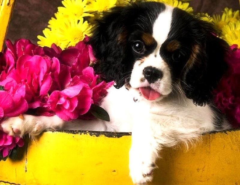 Cavalier King Charles Puppy — Yellow, Playful