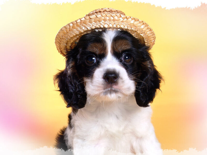 Cavalier King Charles Puppy — Yellow