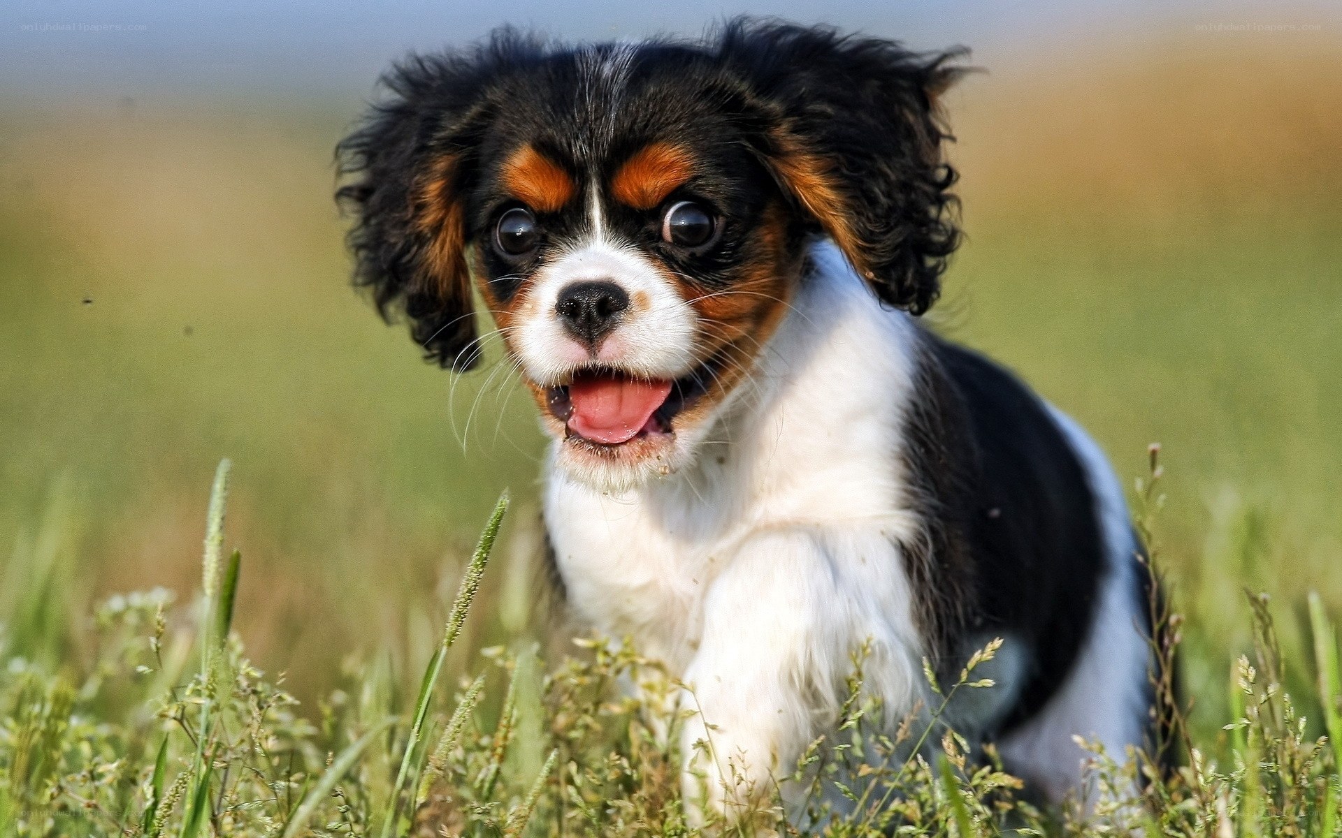 cavalier king charles puppy