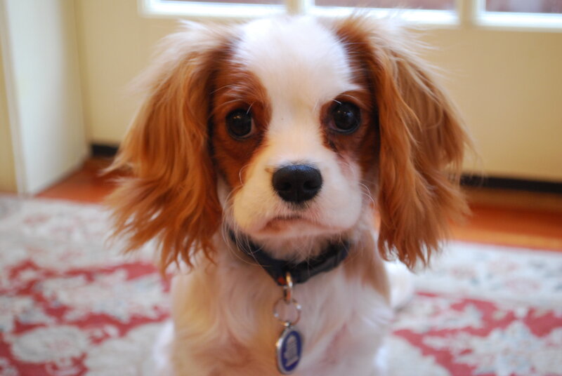 cavalier king charles spaniel