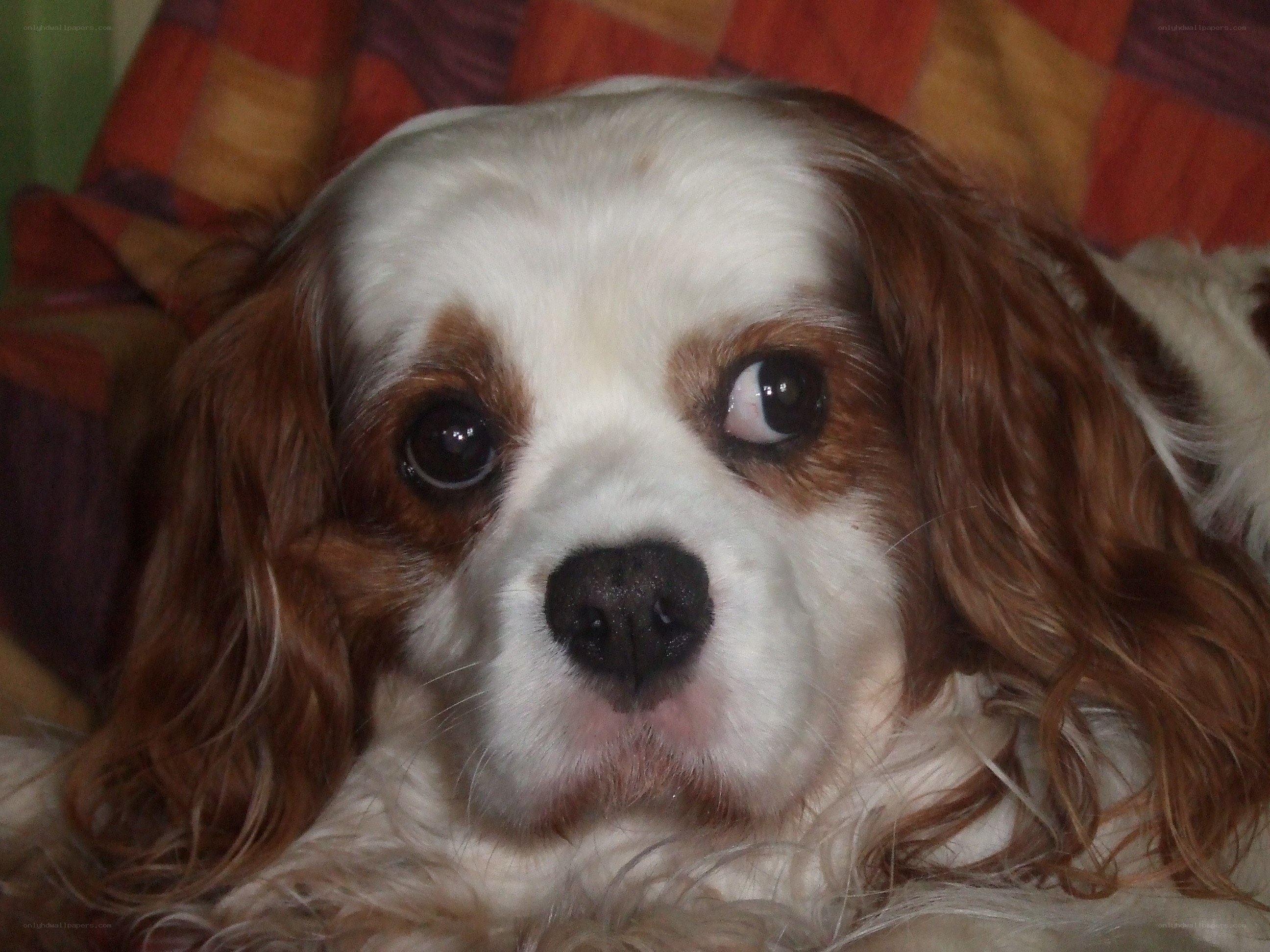 Cavalier King Charles Spaniel