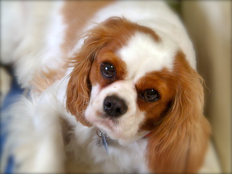 Cavalier King Charles Spaniel