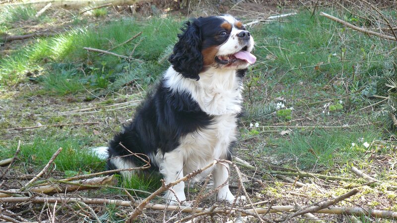 Cavalier King Charles Spaniel — Black, Calm, Afternoon, Photograph, Grass