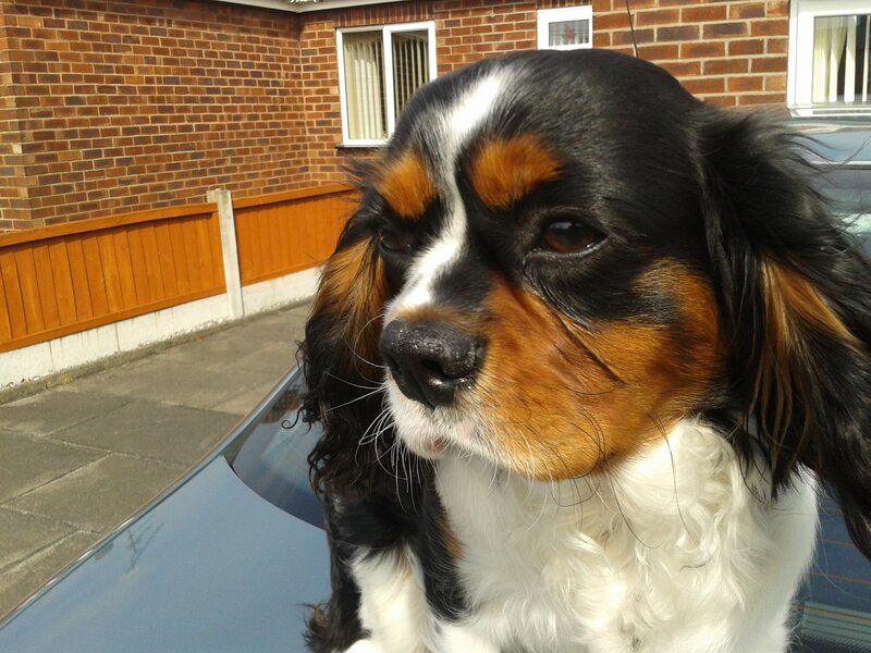 Cavalier King Charles Spaniel — Black, Calm, Afternoon, Photograph