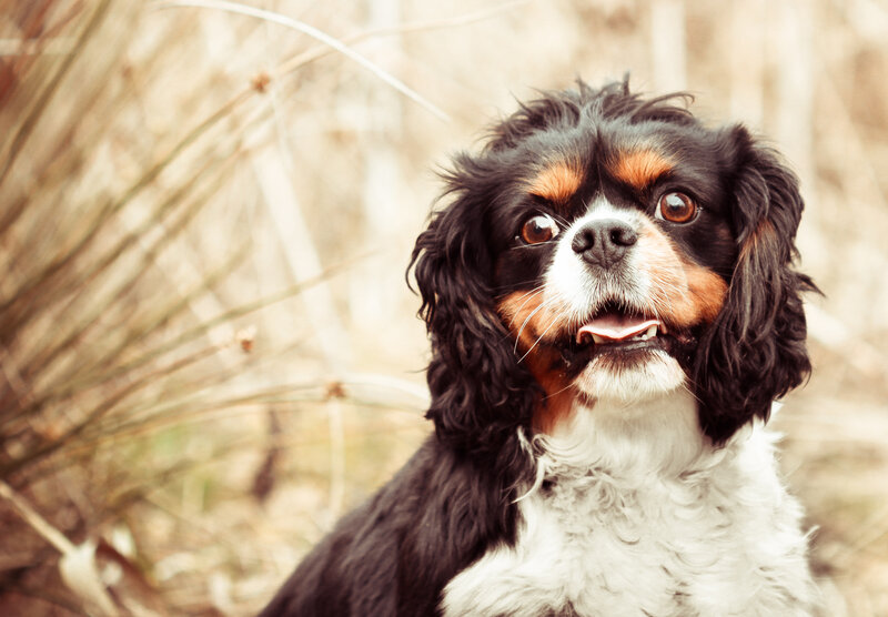 Cavalier King Charles Spaniel — Black, Calm, Afternoon