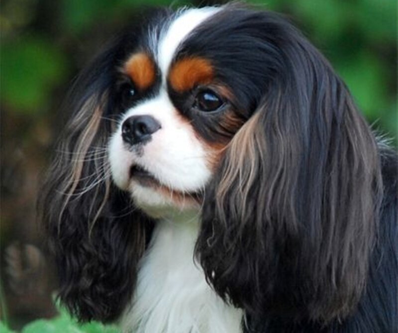 Cavalier King Charles Spaniel — Black, Calm, Photograph, Dog, Greenery