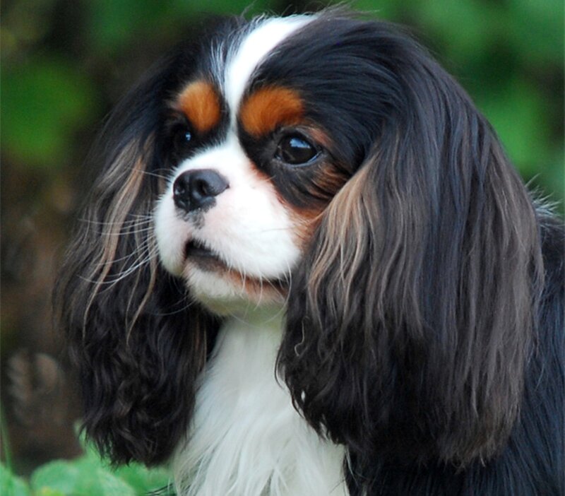 Cavalier King Charles Spaniel — Black, Calm, Photograph, Dog