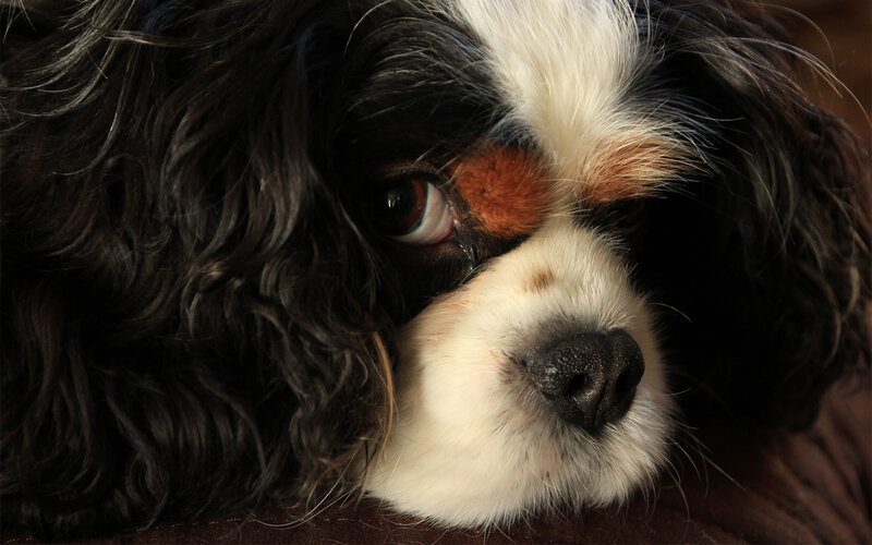Cavalier King Charles Spaniel — Black, Calm, Photograph