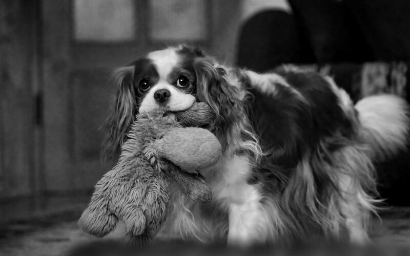 Cavalier King Charles Spaniel — Black, Calm, Photograph, Toy