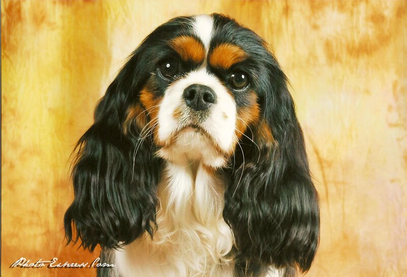Cavalier King Charles Spaniel — Black, Calm