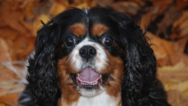 Cavalier King Charles Spaniel — Black