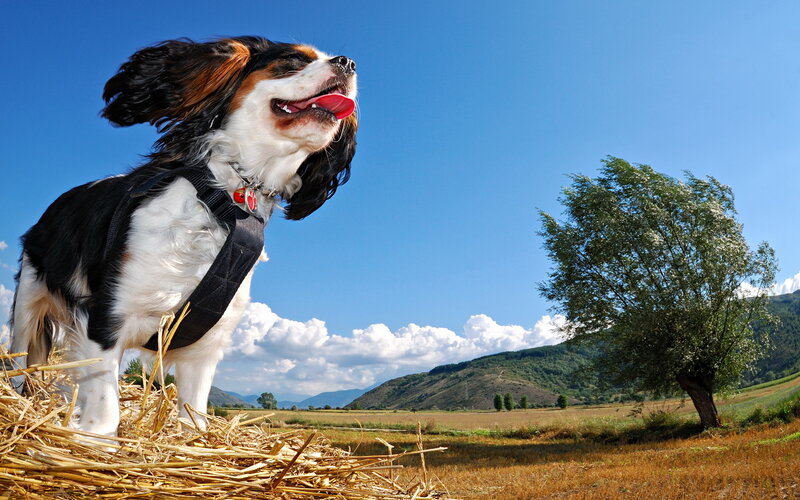 Cavalier King Charles Spaniel — Blue